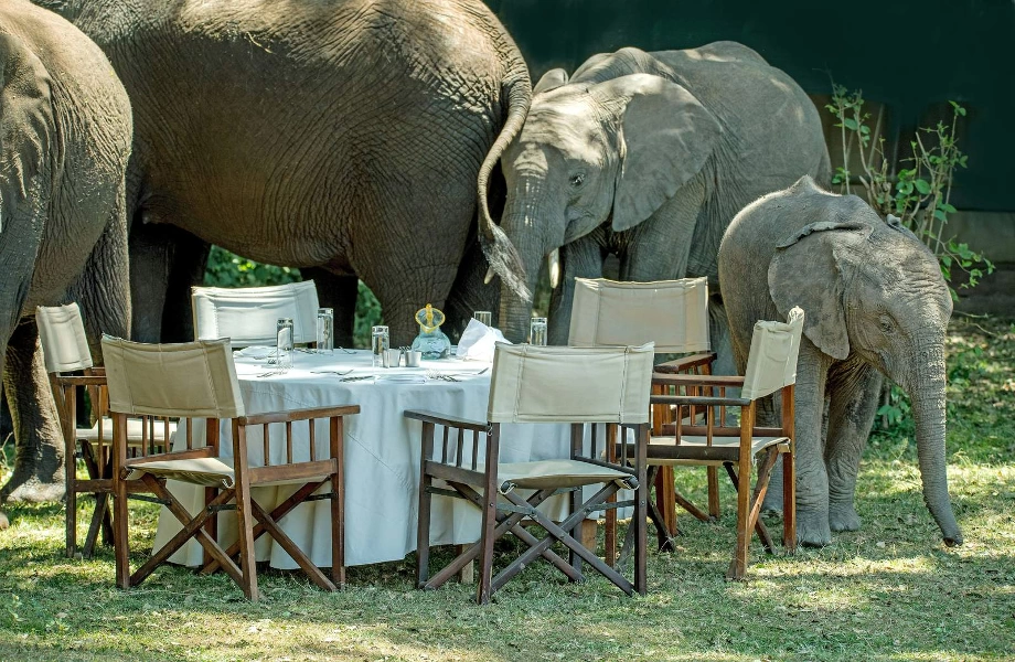 Elephant Dinner